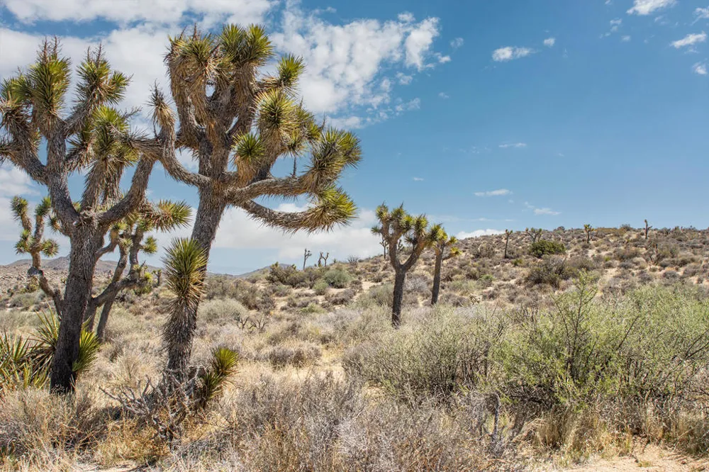 101 Hondo Street Pioneertown, CA 92268