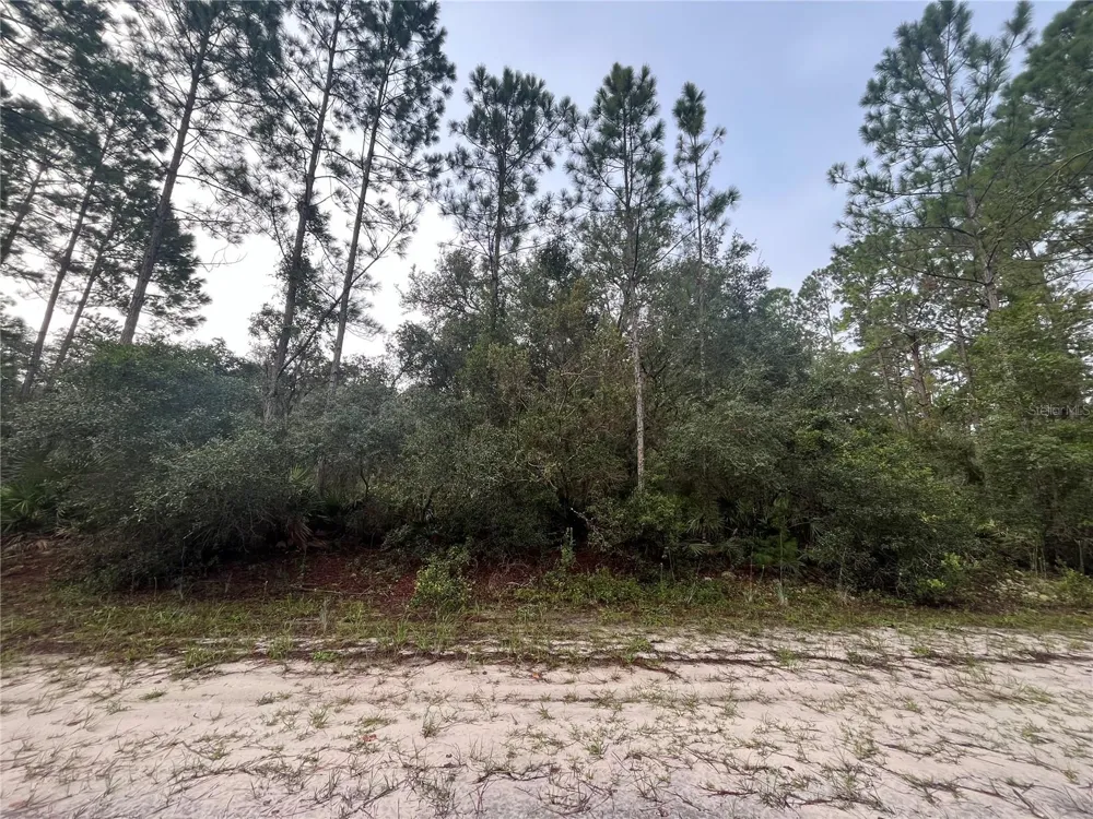 119 GARDENIA AVENUE Georgetown, FL 32139