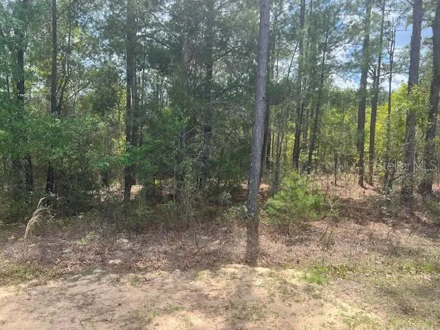 181 WHIRLWIND LOOP Hawthorne, FL 32640