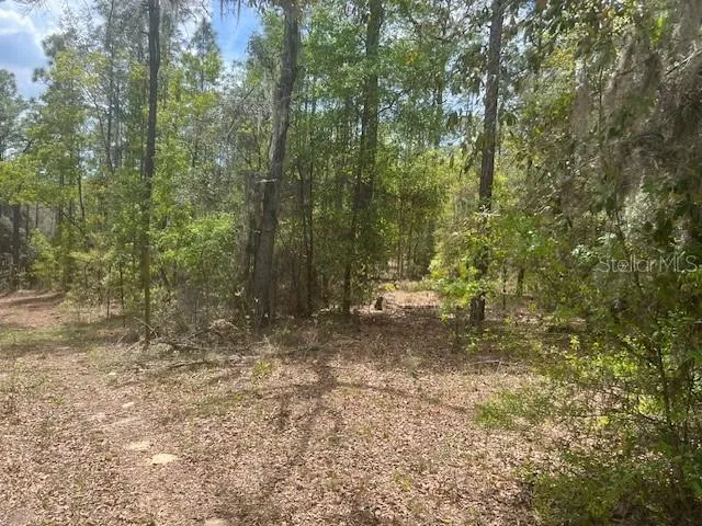 181 WHIRLWIND LOOP Hawthorne, FL 32640