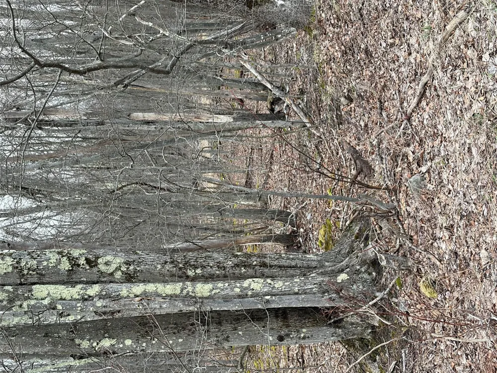 Fox Mountain Livingston Manor, NY 12758