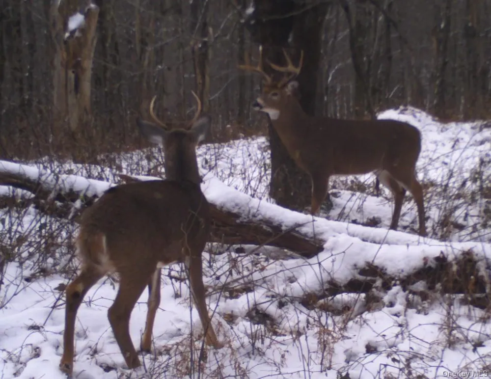 Gregory Hollow Road Hamden, NY 13782