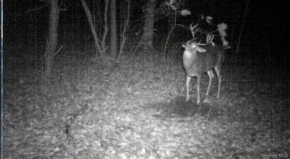 Gregory Hollow Road Hamden, NY 13782