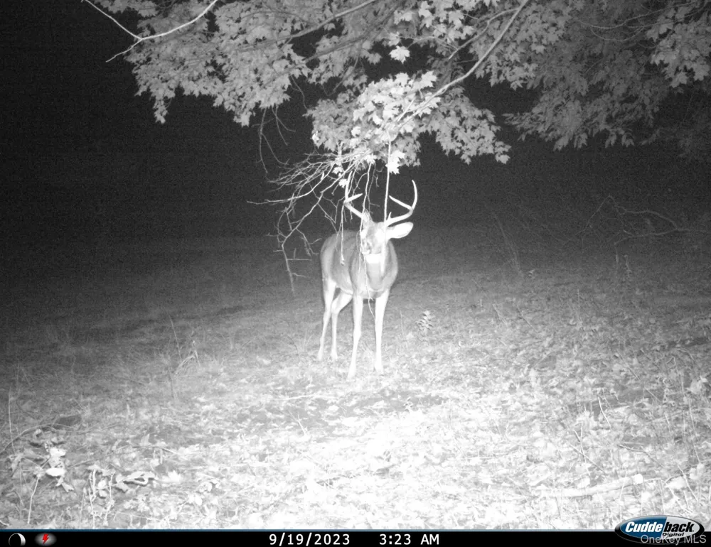 Gregory Hollow Road Hamden, NY 13782