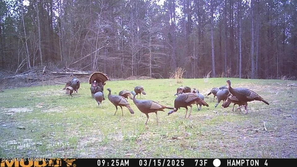 Seymour Road Kilmichael, MS 39747
