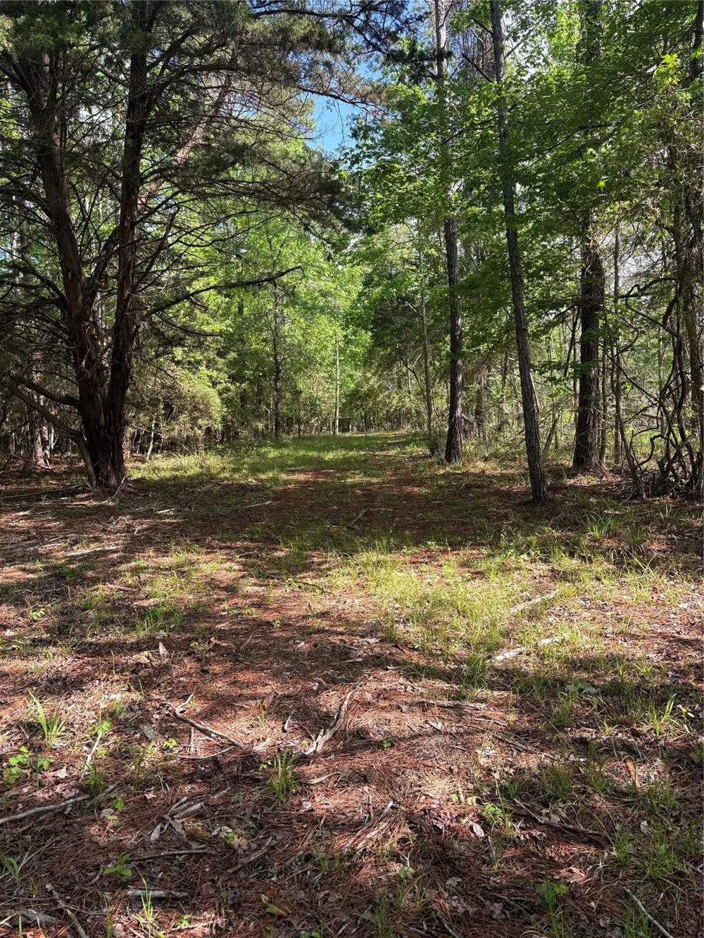 1648 Timber Road 23 Chester, TX 75936