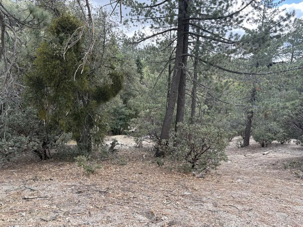 Schaffer Drive Pine Cove, CA 92549