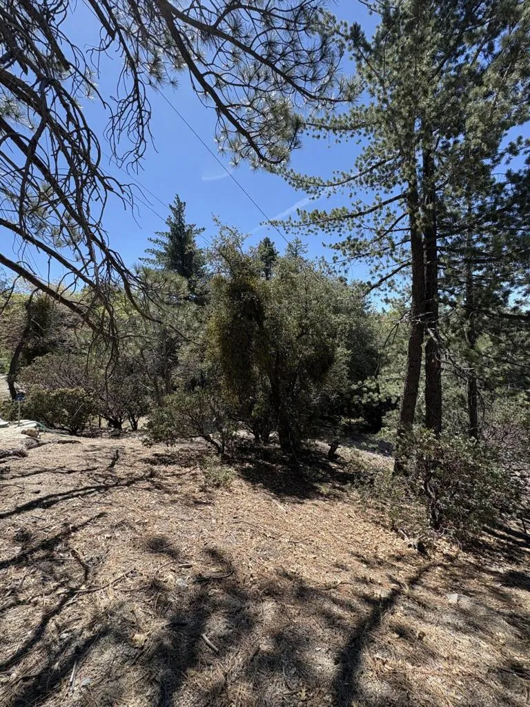 Schaffer Drive Pine Cove, CA 92549