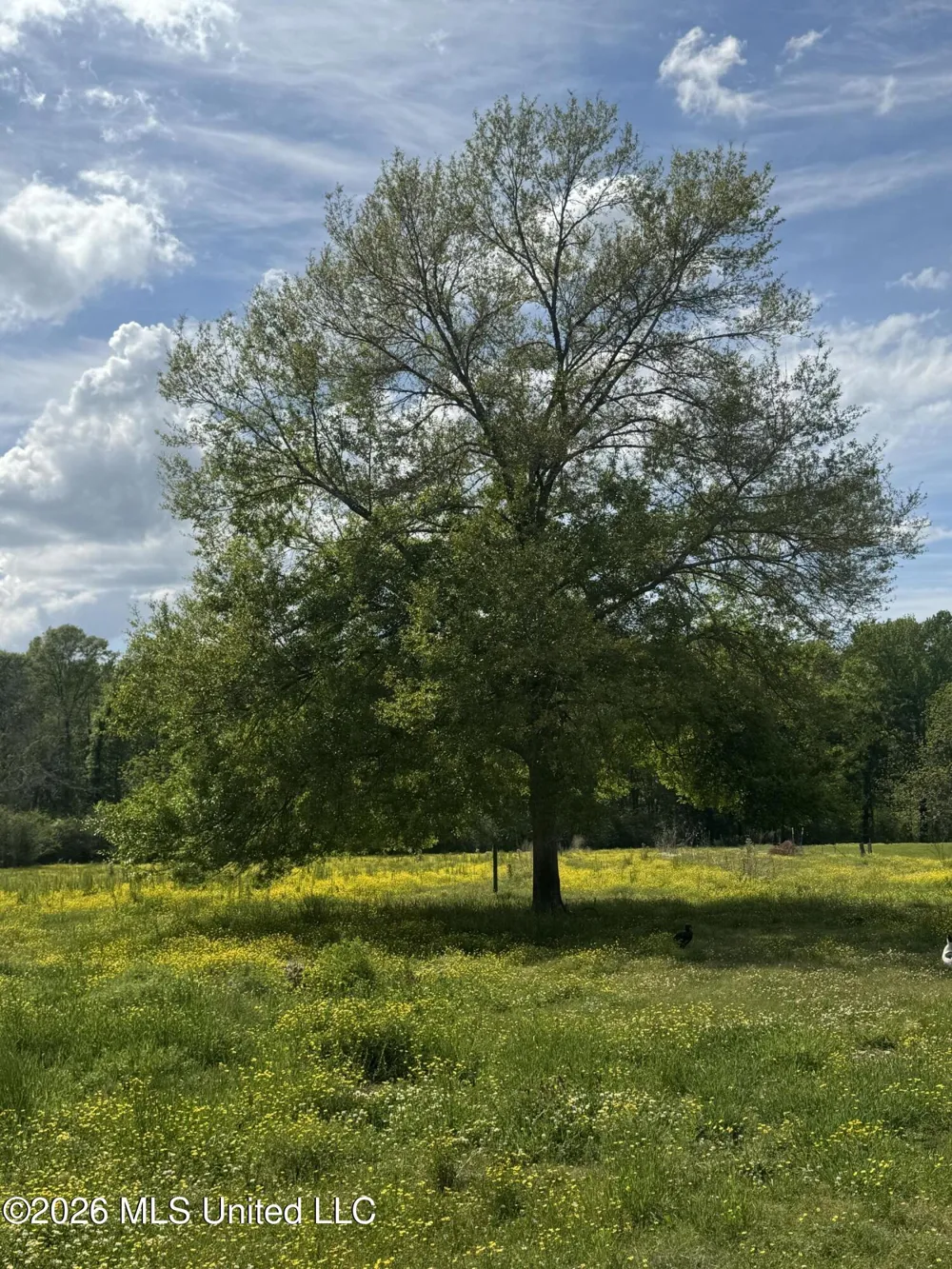 Ms-13 Mendenhall, MS 39114
