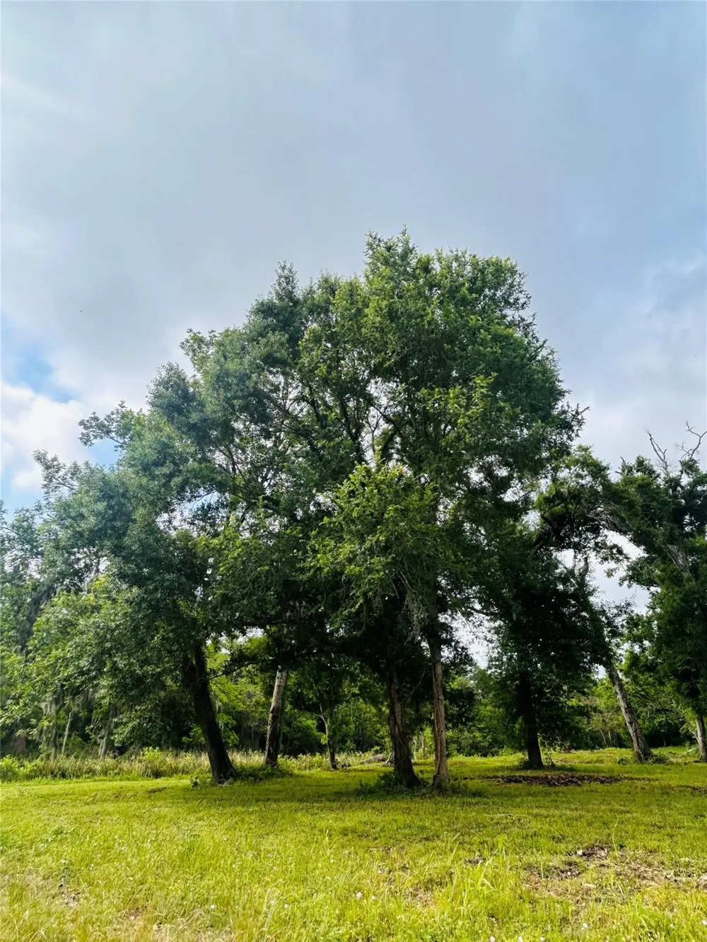 1214 Chuckwagon Court Angleton, TX 77515