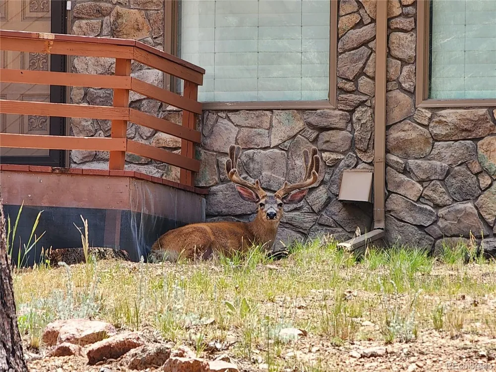 107 Ox Yoke Lane Bailey, CO 80421