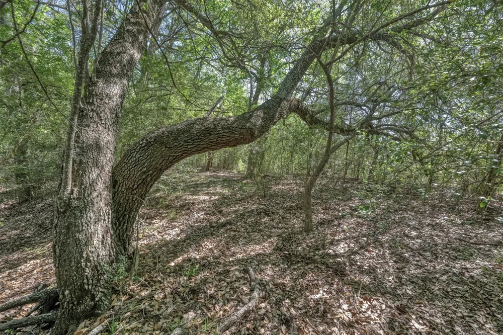 Cedar Hill Road Brenham, TX 77833