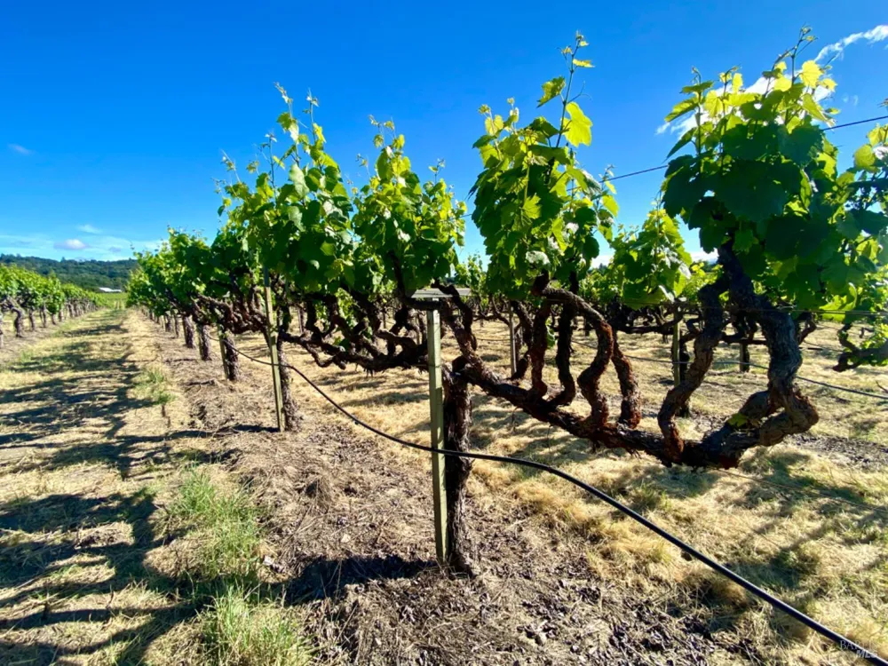Pleasant Avenue Santa Rosa, CA 95403