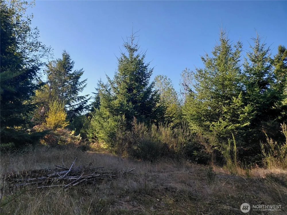 0 Lot 7 Buck Drive Randle, WA 98377