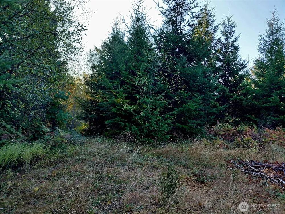 0 Lot 7 Buck Drive Randle, WA 98377