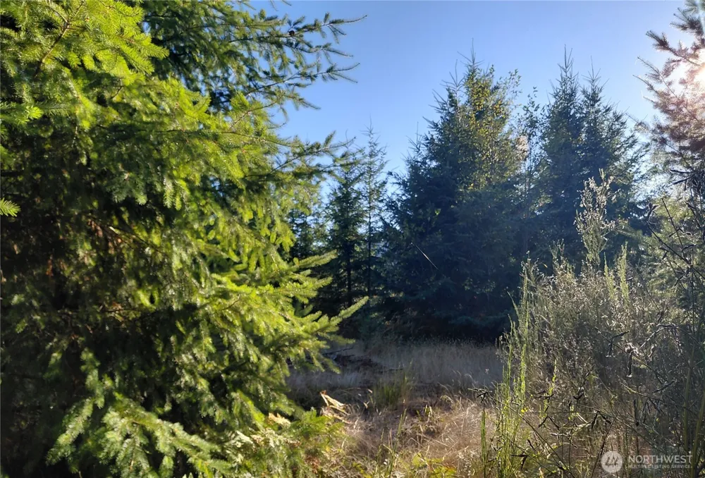 0 Lot 7 Buck Drive Randle, WA 98377