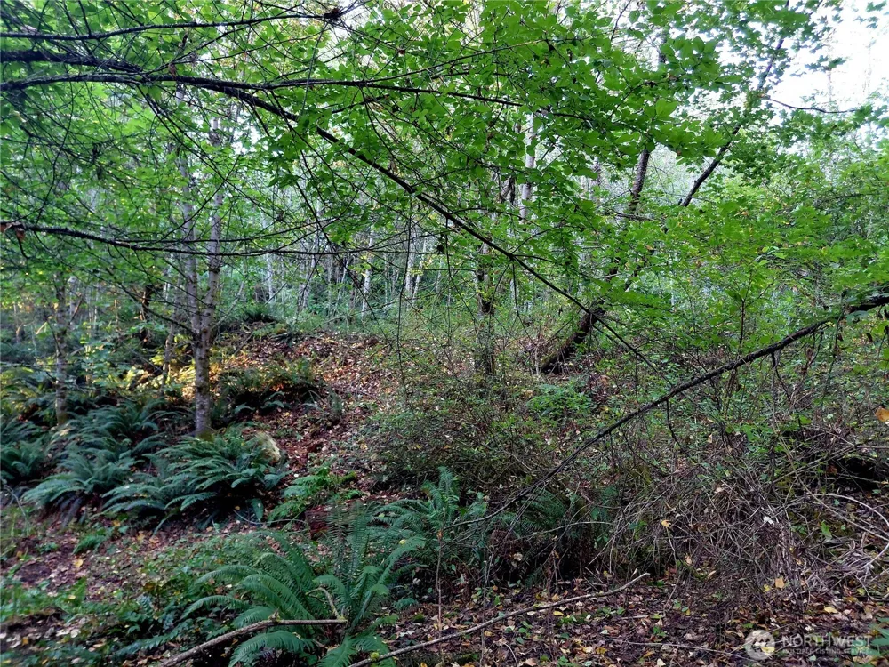0 Lot 7 Buck Drive Randle, WA 98377