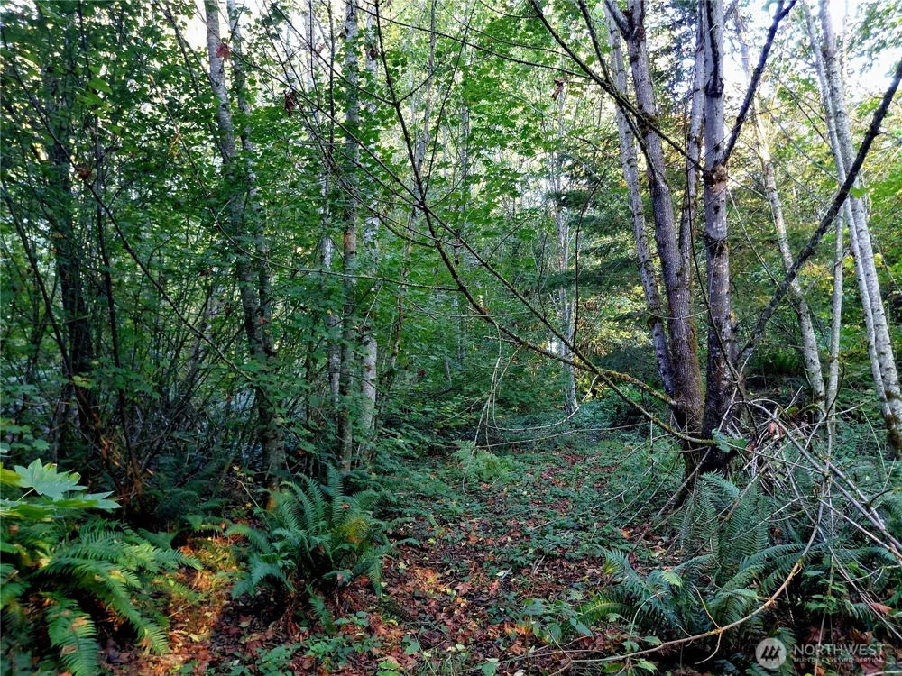 0 Lot 7 Buck Drive Randle, WA 98377
