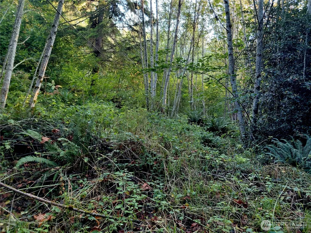 0 Lot 7 Buck Drive Randle, WA 98377