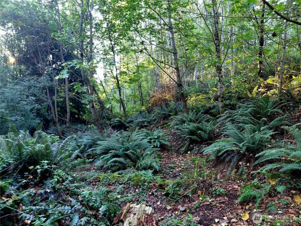 0 Lot 7 Buck Drive Randle, WA 98377