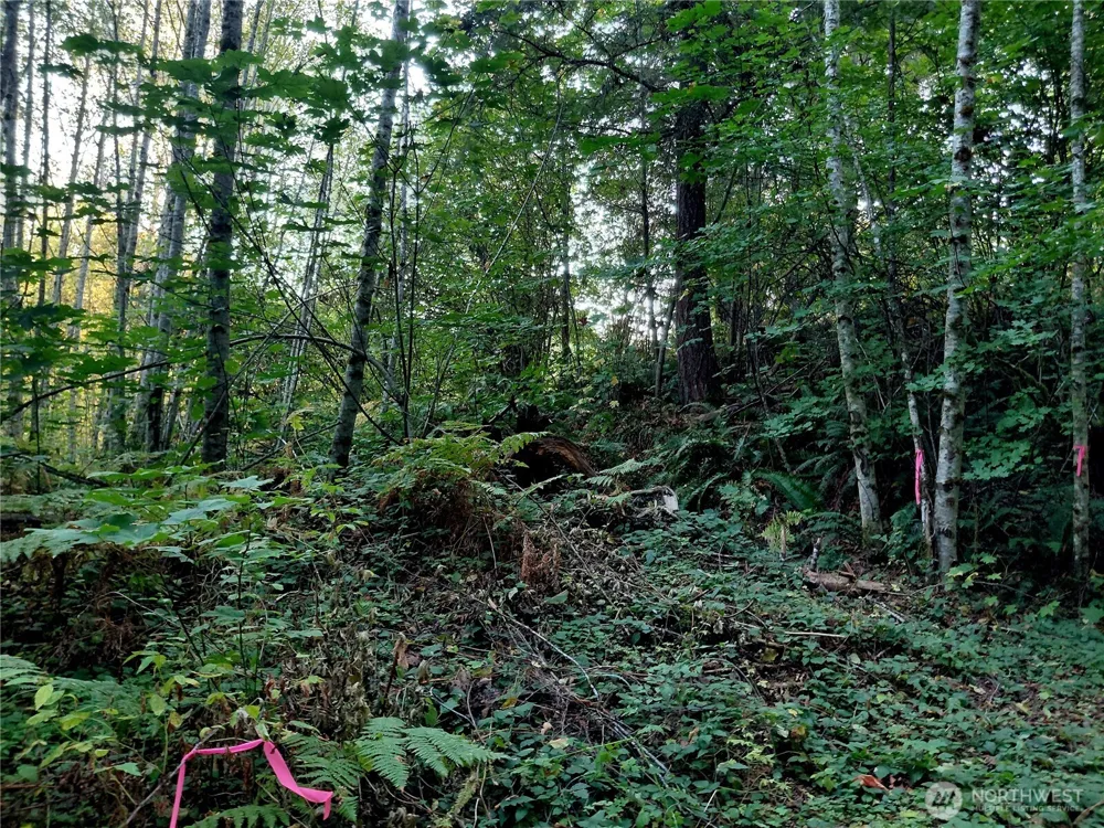 0 Lot 7 Buck Drive Randle, WA 98377