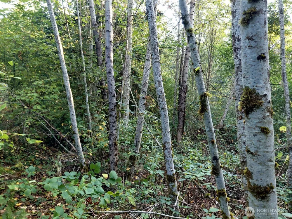 0 Lot 7 Buck Drive Randle, WA 98377