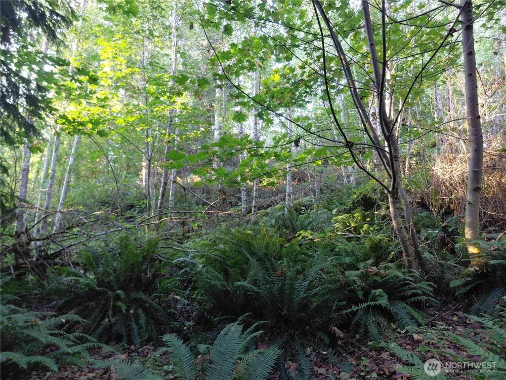 0 Lot 7 Buck Drive Randle, WA 98377