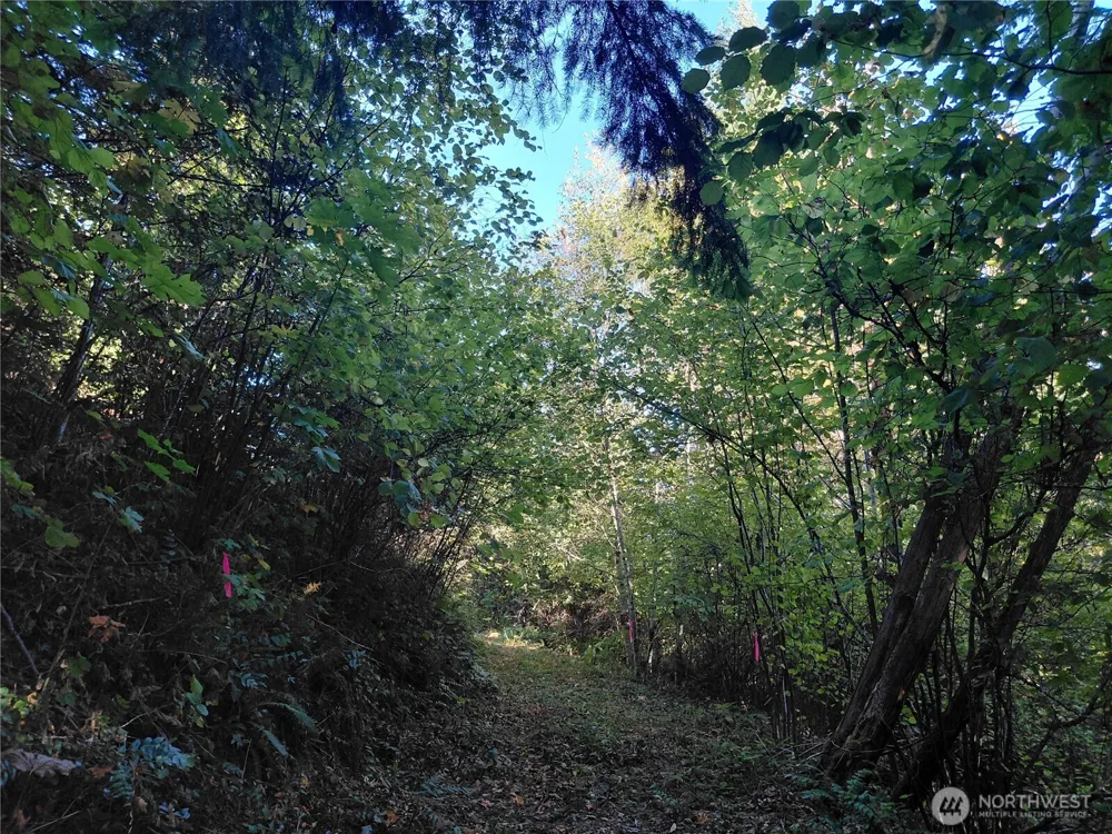 0 Lot 7 Buck Drive Randle, WA 98377