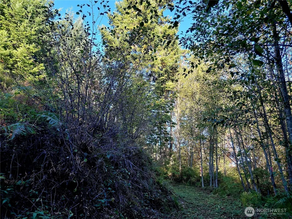 0 Lot 7 Buck Drive Randle, WA 98377