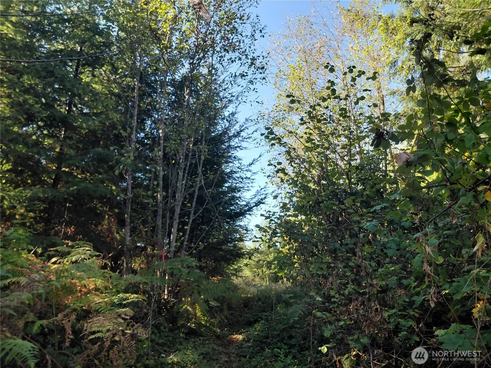 0 Lot 7 Buck Drive Randle, WA 98377