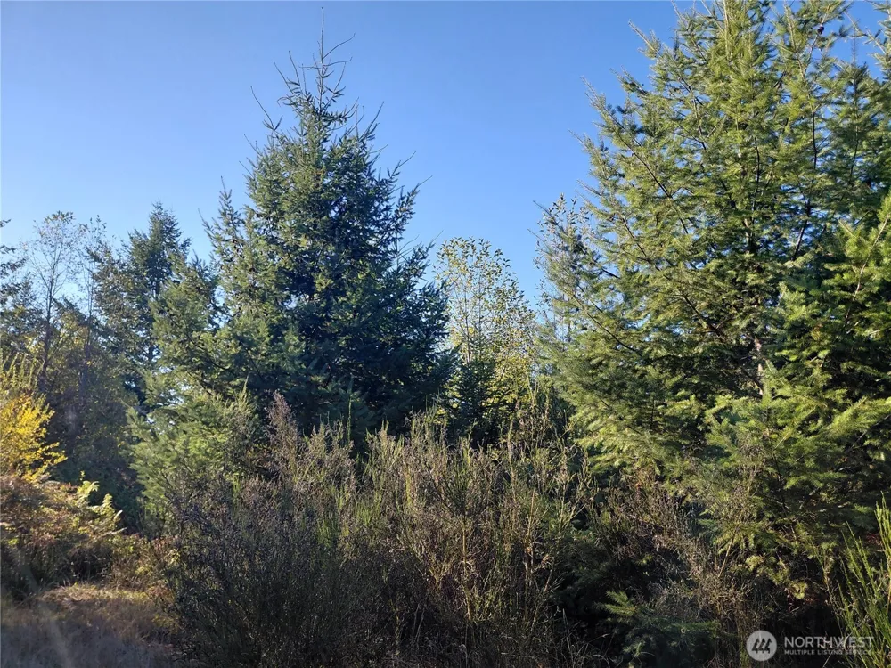 0 Lot 7 Buck Drive Randle, WA 98377