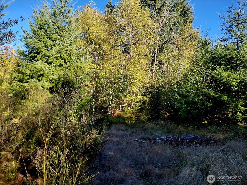 0 Lot 7 Buck Drive Randle, WA 98377