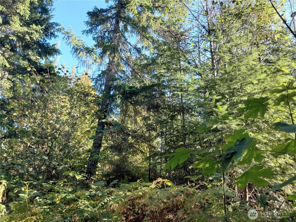 0 Lot 7 Buck Drive Randle, WA 98377