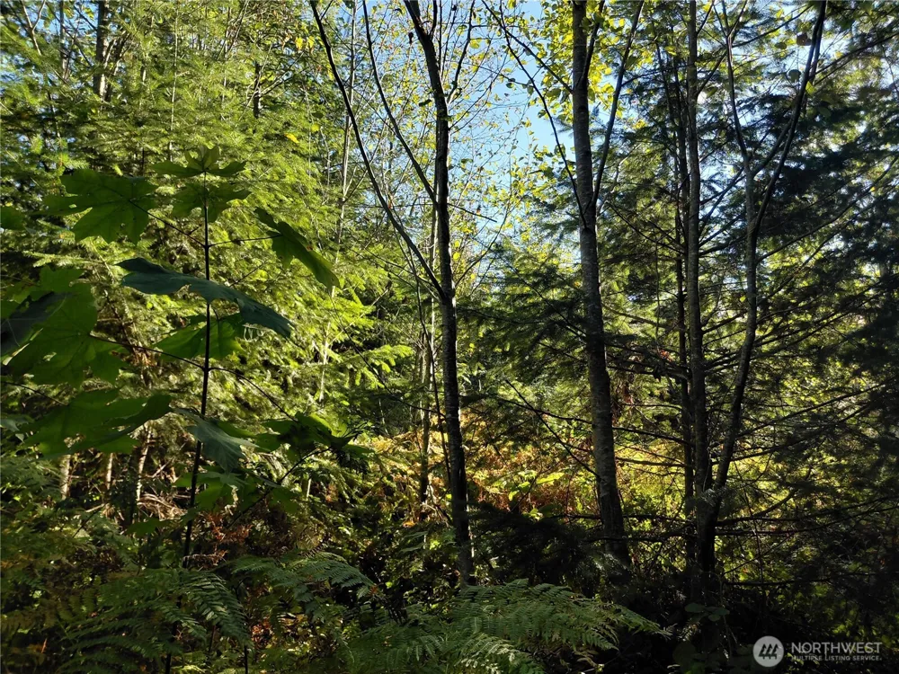 0 Lot 7 Buck Drive Randle, WA 98377