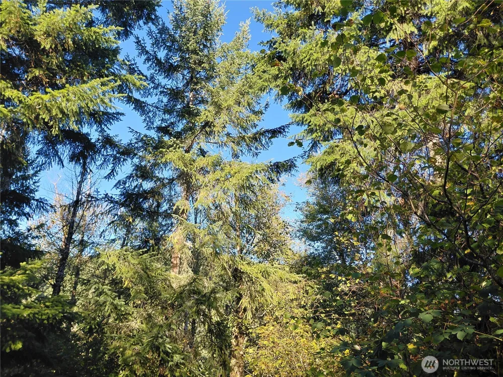 0 Lot 7 Buck Drive Randle, WA 98377