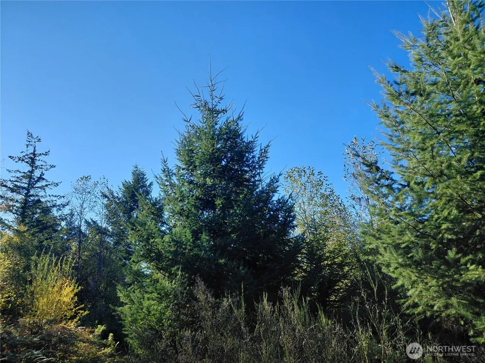 0 Lot 7 Buck Drive Randle, WA 98377