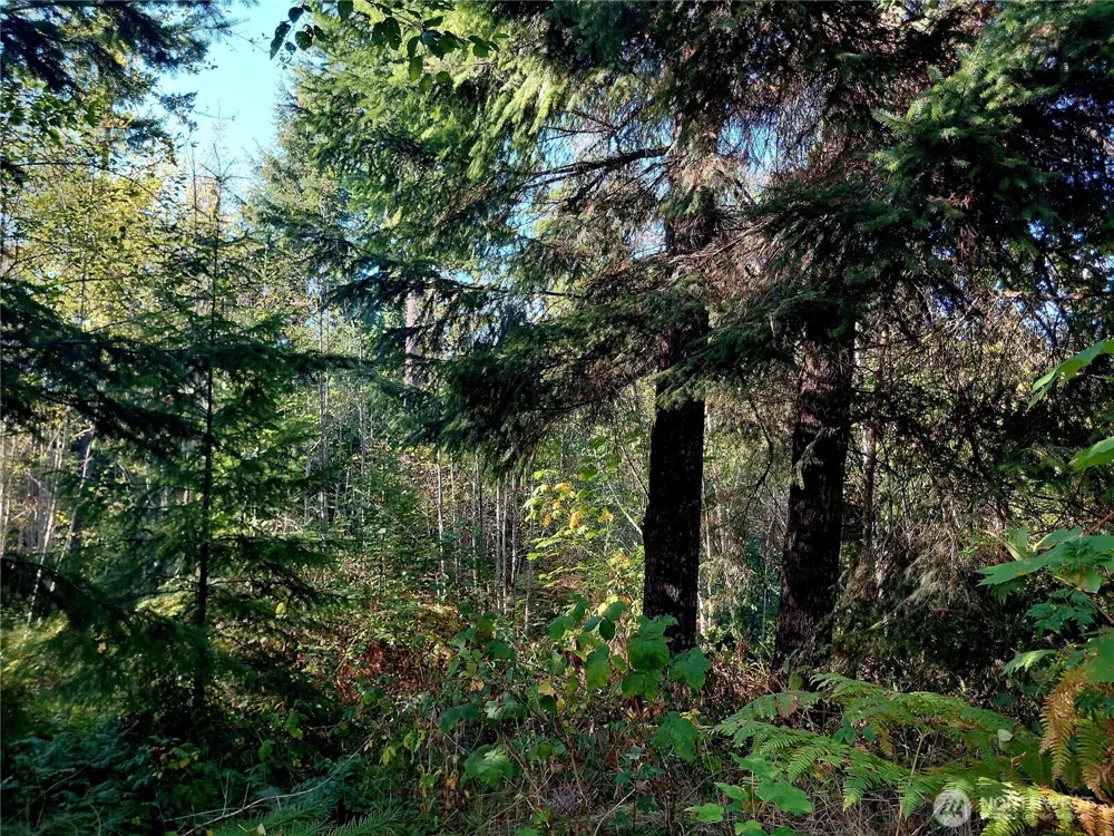 0 Lot 7 Buck Drive Randle, WA 98377