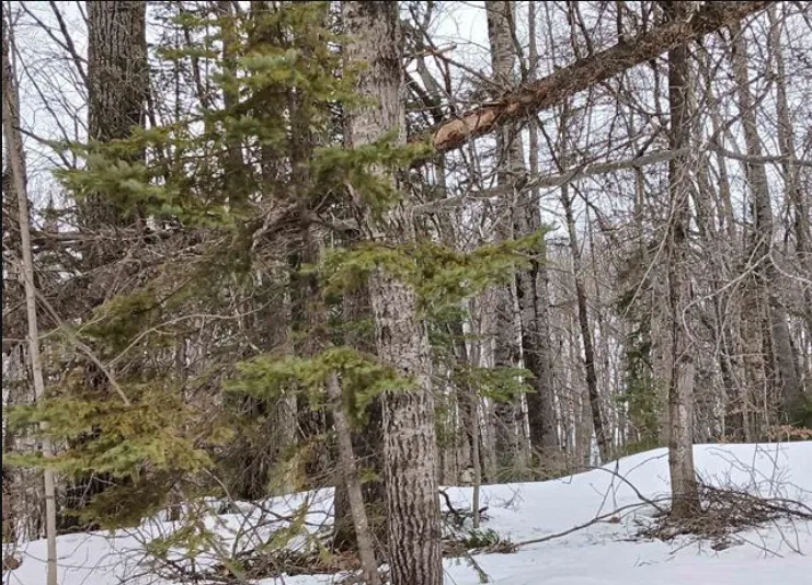 Lot 1 County Line Lake Crossroad Watersmeet, MI 49969