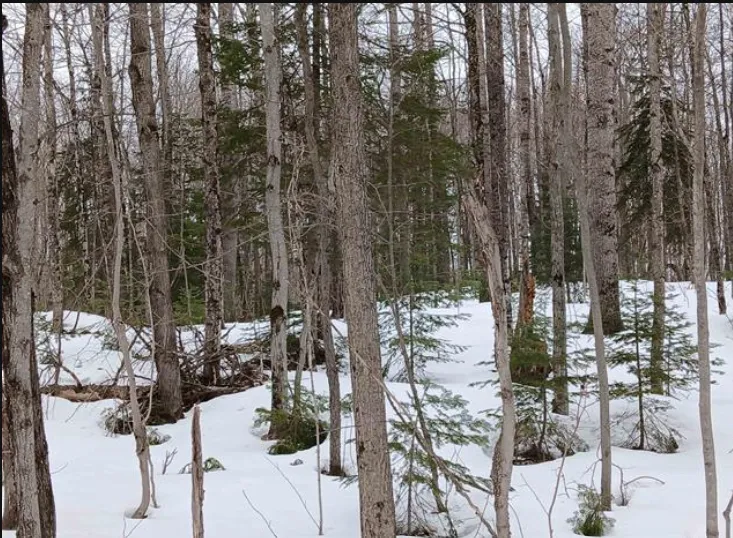 Lot 1 County Line Lake Crossroad Watersmeet, MI 49969