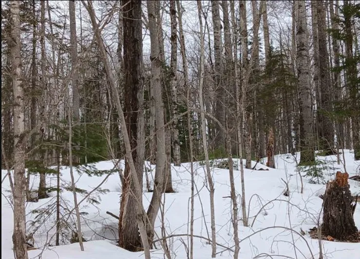 Lot 1 County Line Lake Crossroad Watersmeet, MI 49969