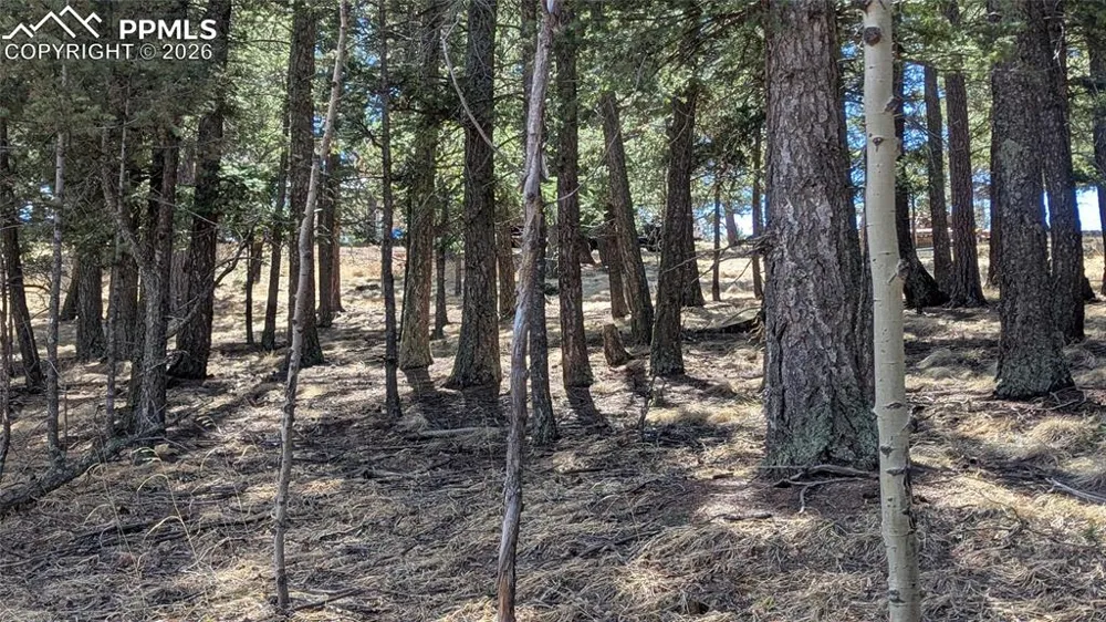 924 Will Scarlet Drive Divide, CO 80814