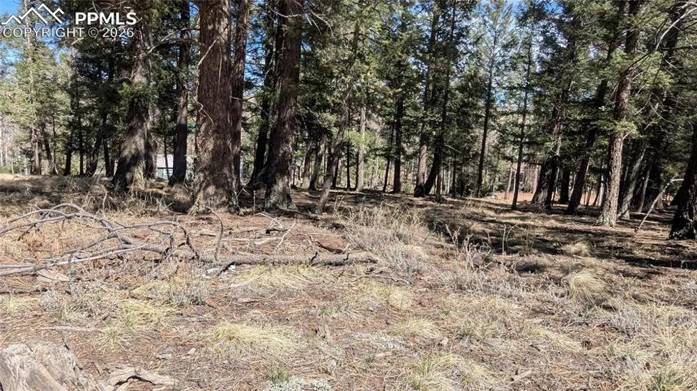 924 Will Scarlet Drive Divide, CO 80814