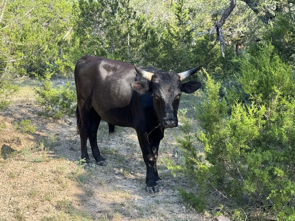 25723 Hamilton Pool Road Round Mountain, TX 78654