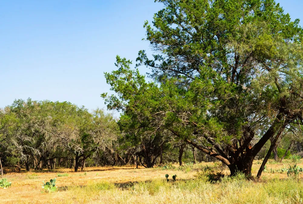 Old Ferry Road Spicewood, TX 78669