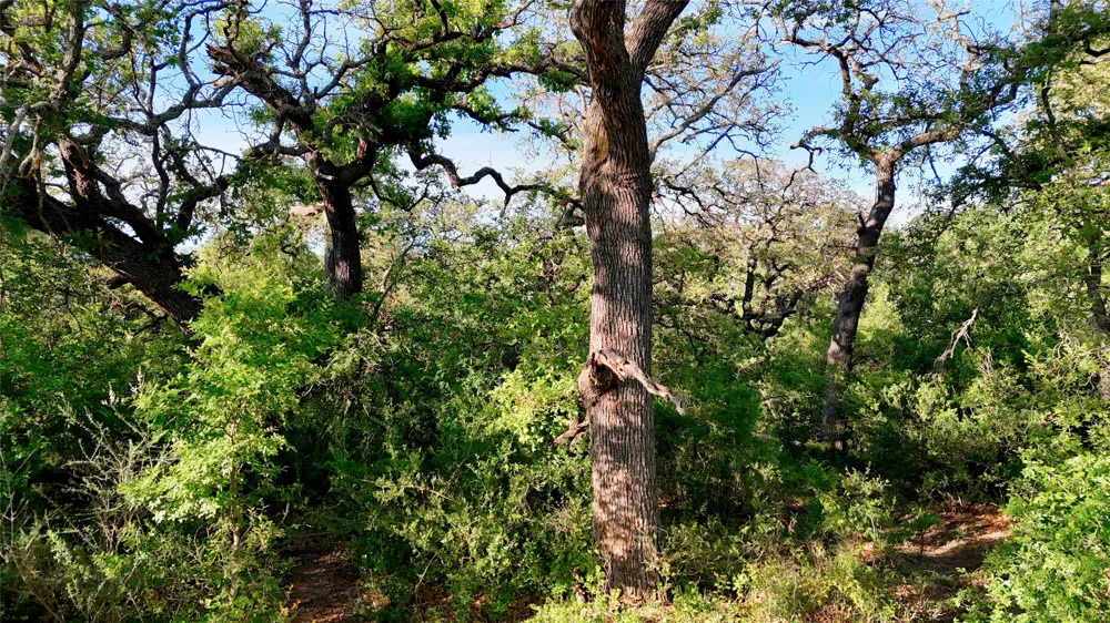 Madden Ranch Road Llano, TX 78643