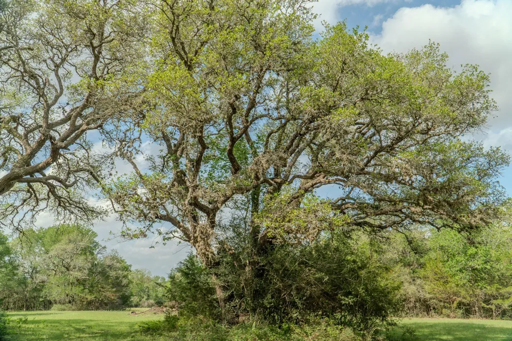 2745 Holub Road Schulenburg, TX 78956