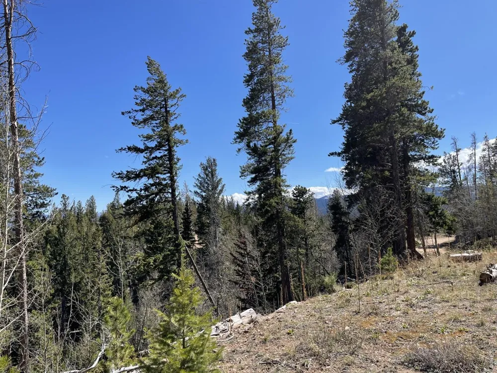 66 Piegan Court Red Feather Lakes, CO 80545