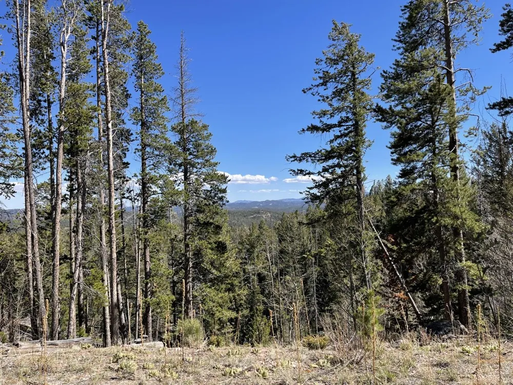 66 Piegan Court Red Feather Lakes, CO 80545