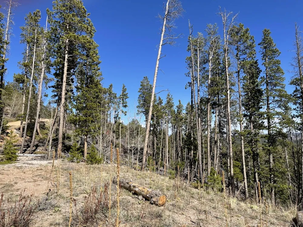 66 Piegan Court Red Feather Lakes, CO 80545
