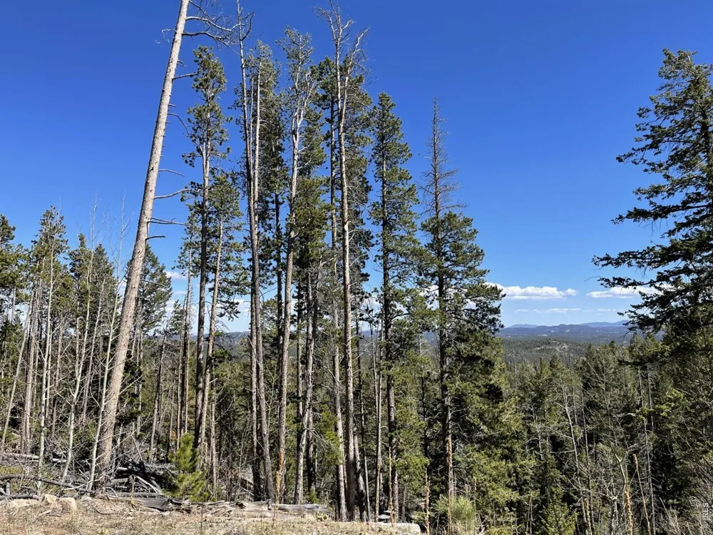 66 Piegan Court Red Feather Lakes, CO 80545